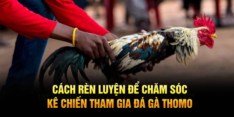 Cách rèn luyện để chăm sóc kê chiến tham gia đá gà Thomo 