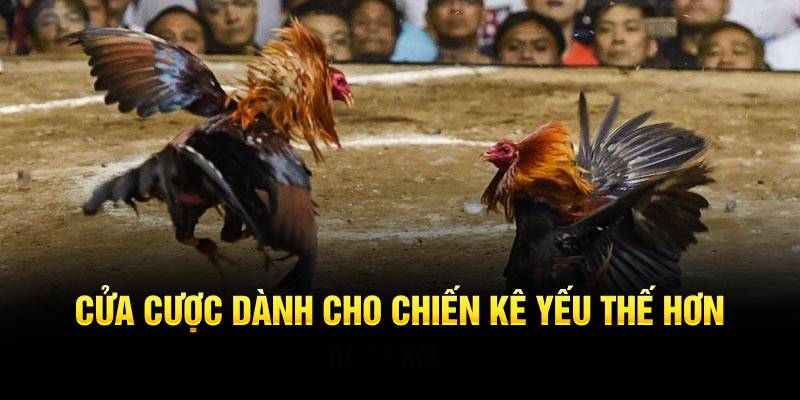 Đặt cược vào chiến kê có tỷ lệ thấp hơn