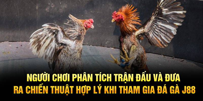 Người chơi phân tích trận đấu và đưa ra chiến thuật hợp lý khi tham gia Đá gà J88