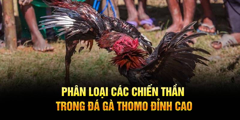 Phân loại các chiến thần trong đá gà Thomo đỉnh cao