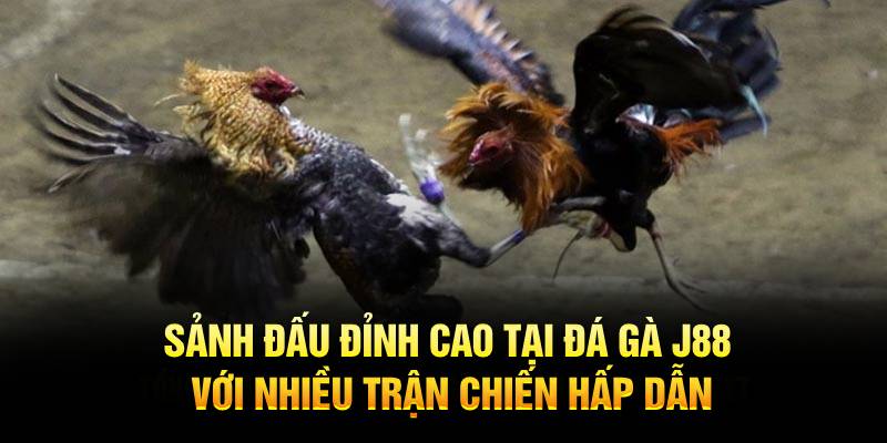 Sảnh đấu đỉnh cao tại đá gà J88 với nhiều trận chiến hấp dẫn