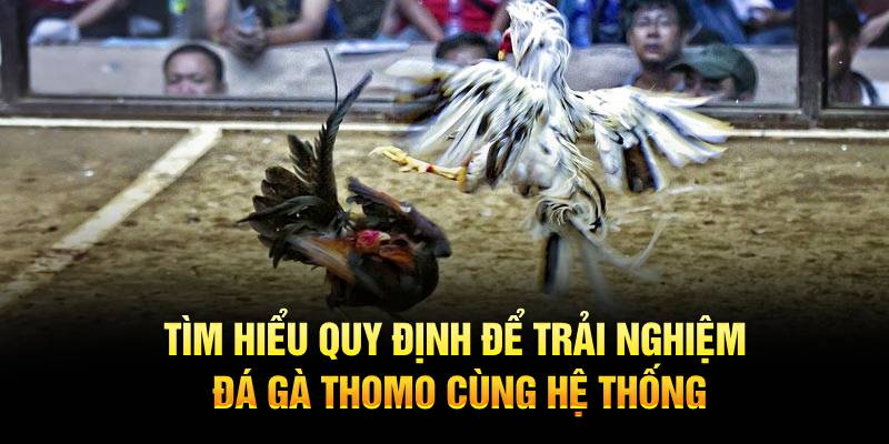 Tìm hiểu quy định để trải nghiệm đá gà Thomo cùng hệ thống